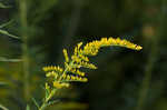 Canada goldenrod